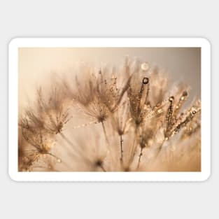 Dandelion Dew Sticker